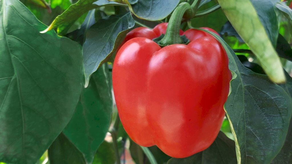 CHEVI F1