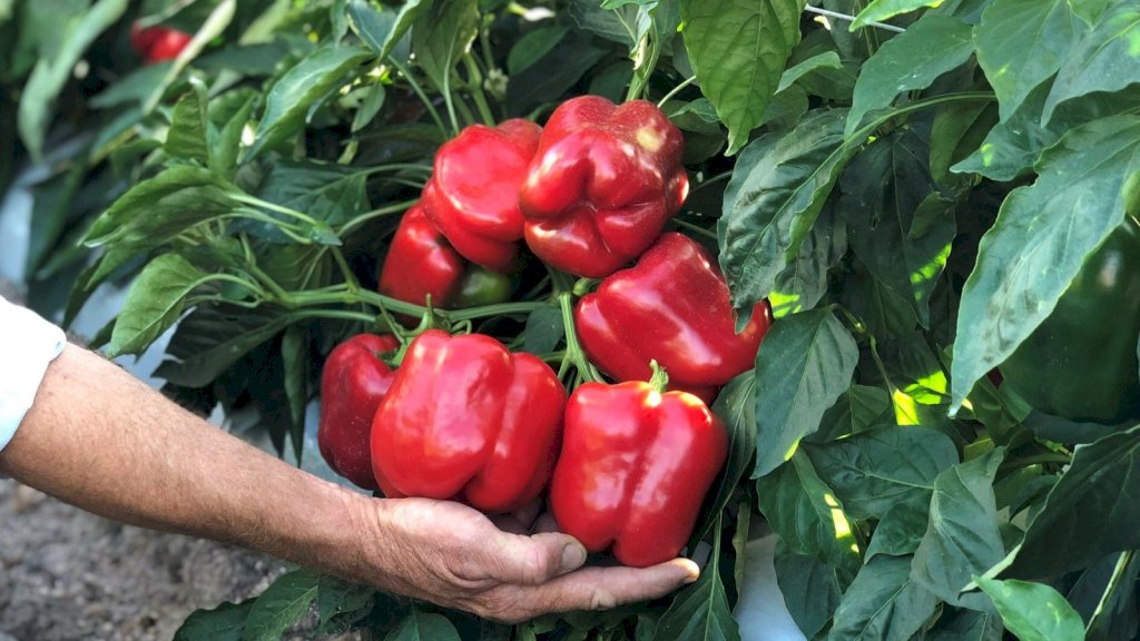 CHEVI F1