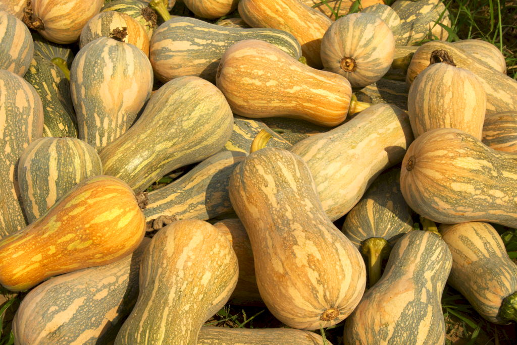 BIVI 03 F1
