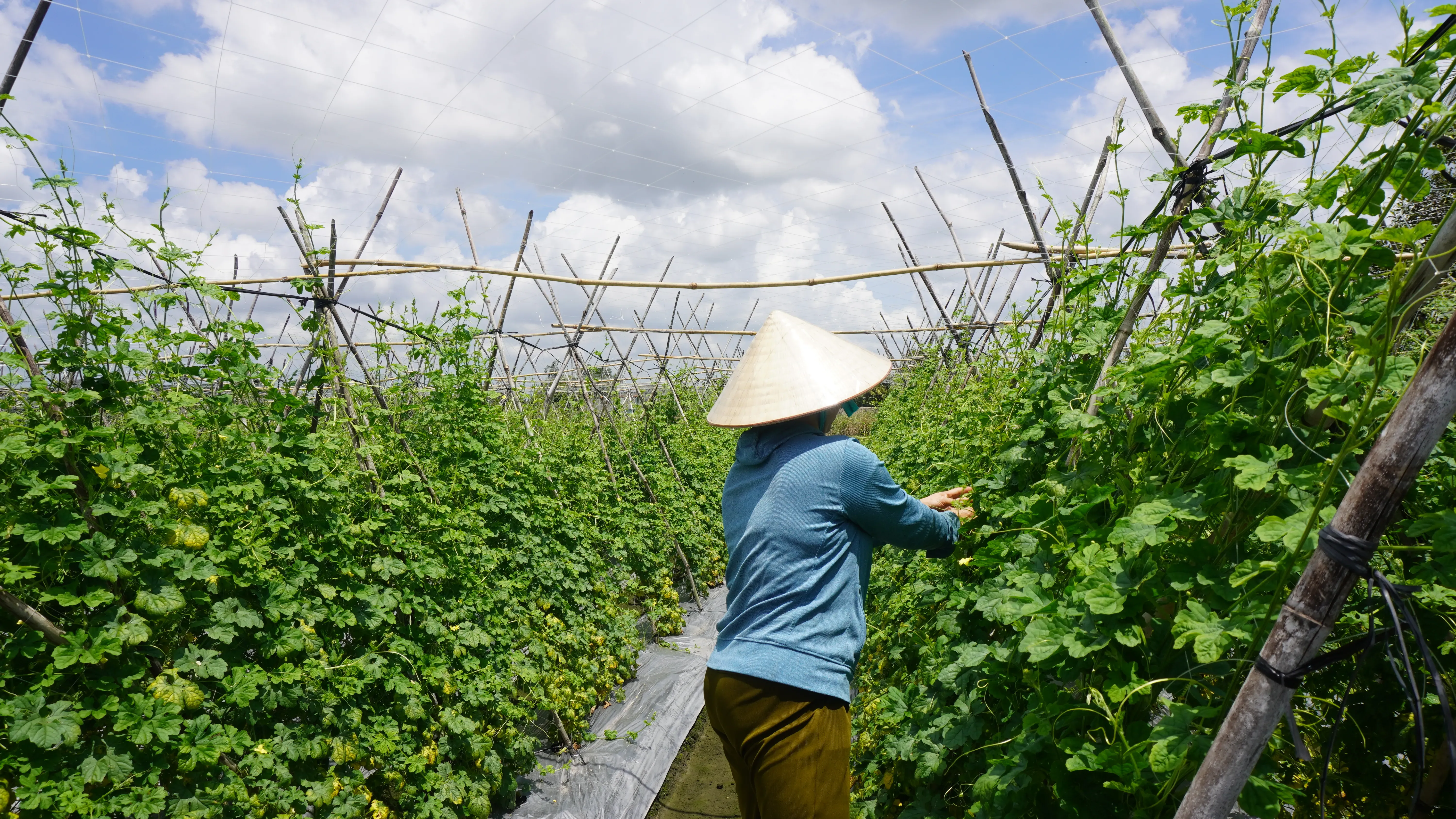 Farmer