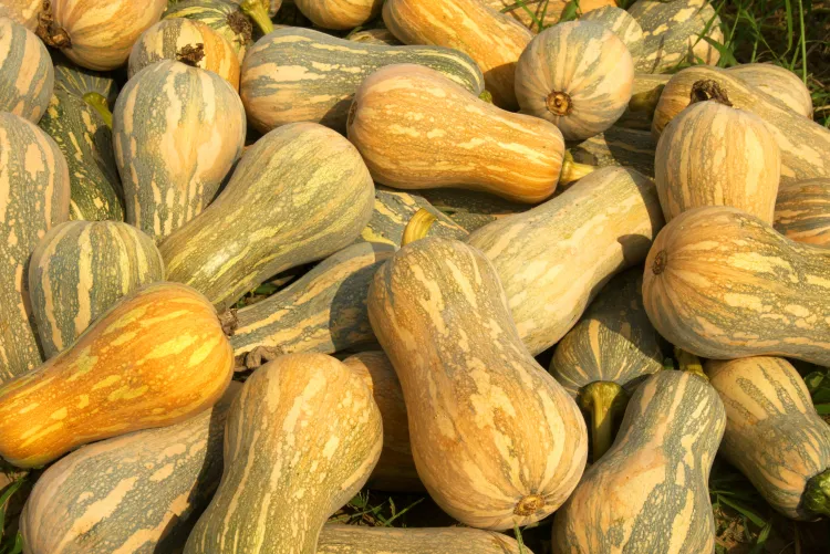 Bí đỏ hồ lô BIVI 03