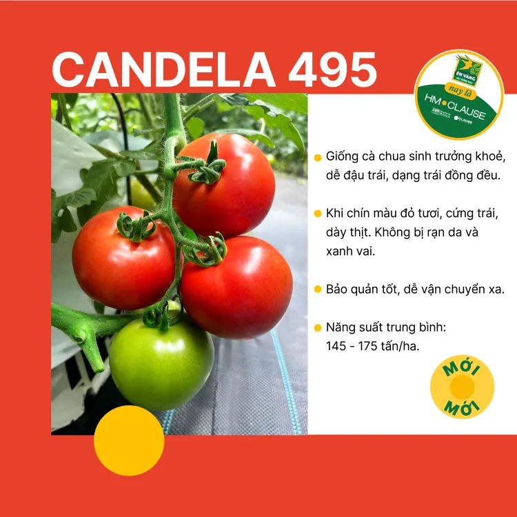 CANDELA 495