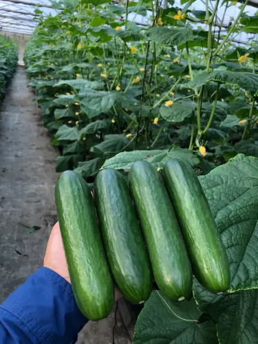 Cucumber