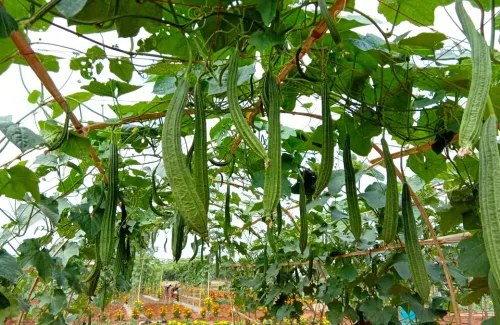 Mướp khía