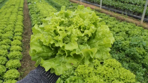Lettuce-HM.CLAUSE