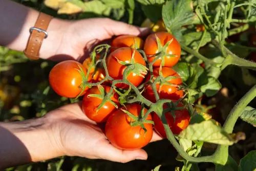Tomato